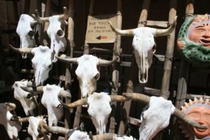 Longhorn Skulls